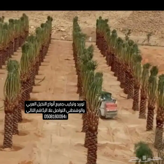 توريد وتركيب جميع أنواع النخيل العربي والوشنطني 7