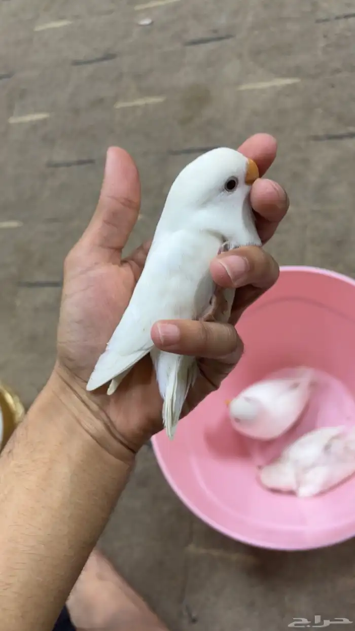 للبيع روز البينو ابيض ثلج 1