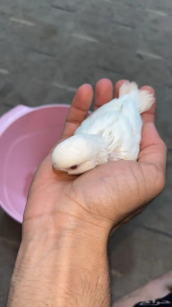 للبيع روز البينو ابيض ثلج 2