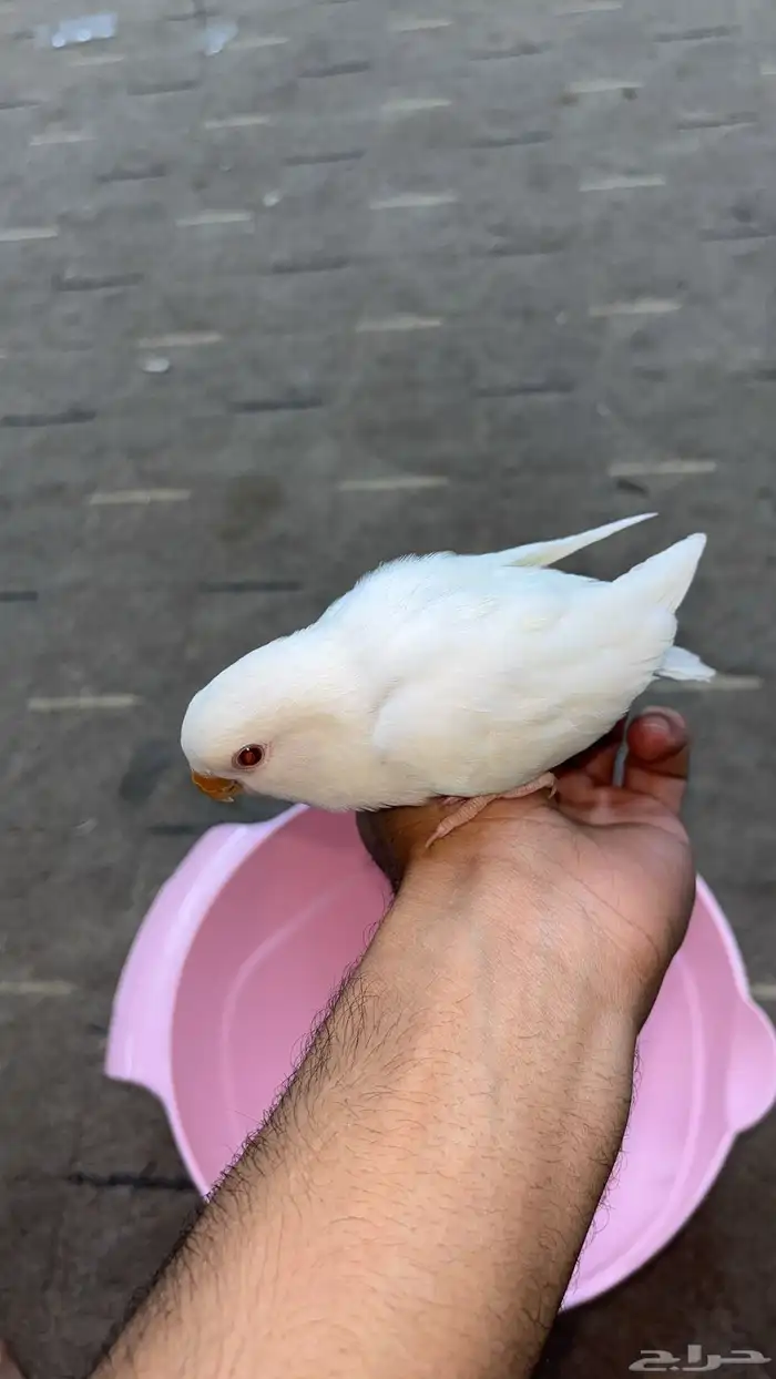 للبيع روز البينو ابيض ثلج 4