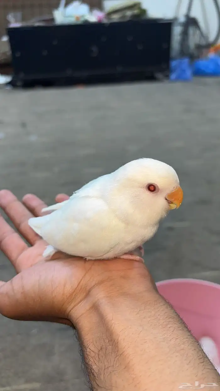للبيع روز البينو ابيض ثلج 3