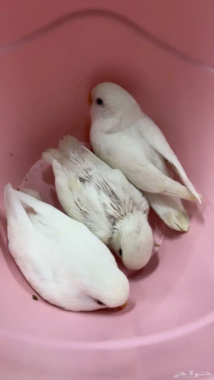 للبيع روز البينو ابيض ثلج 0