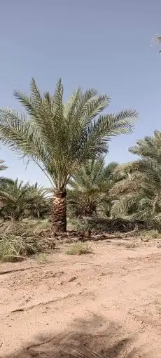 نخيل باجميع أنواعه ومقاساته لتواصل 6