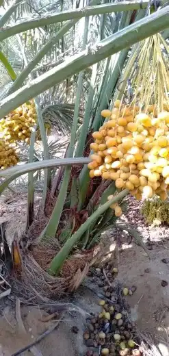 نخيل باجميع أنواعه ومقاساته لتواصل 4