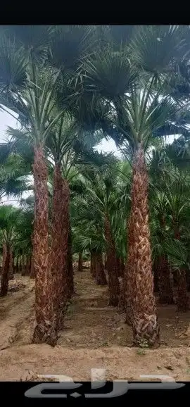 يتوفر لدينا نخل 1