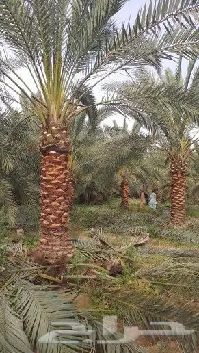 يتوفر لدينا نخل 2