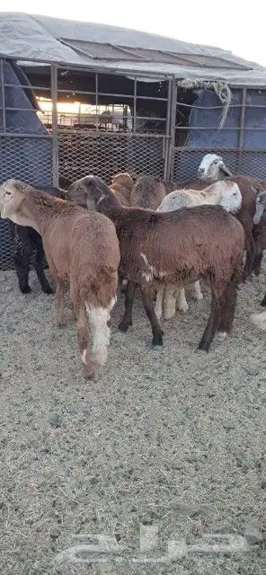 طليان سواكني مرابي 5