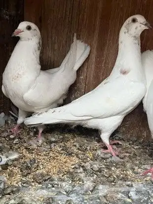 طبة مصري - تم البيع 0