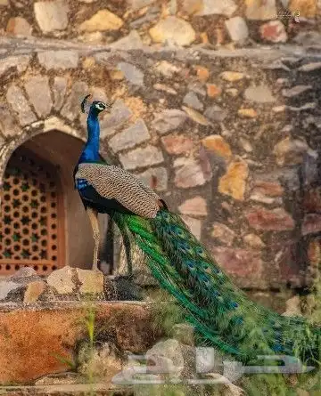 جوز فروخ طاووس فاخر 2