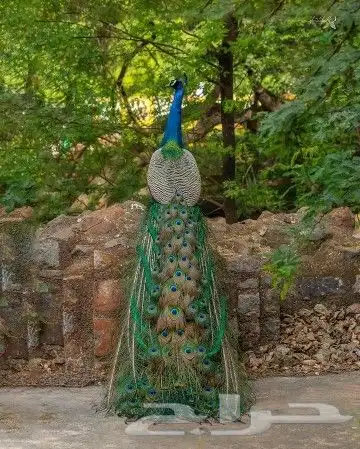 جوز فروخ طاووس فاخر 3