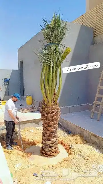 السلام عليكم يوجد لدينا جميع انواع النخل صقعي ومجدوله وهل 1