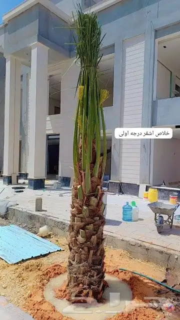 السلام عليكم يوجد لدينا جميع انواع النخل صقعي ومجدوله وهل 0