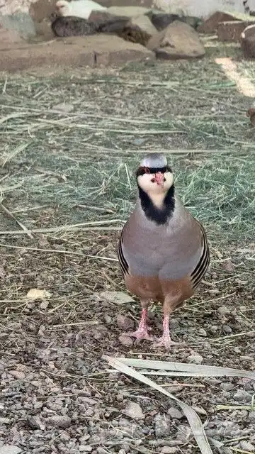 طيور للبيع العدد 2 النوع ذكور 0