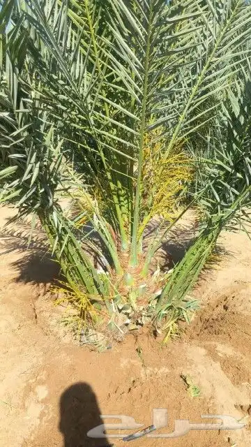 يتوفر لدينا نخل 0
