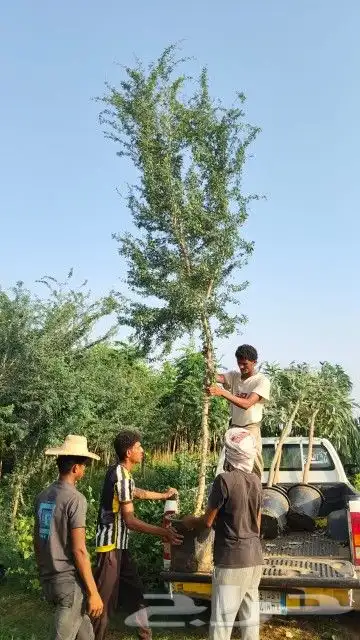 شجر لوز بلدي حجم كبير 0