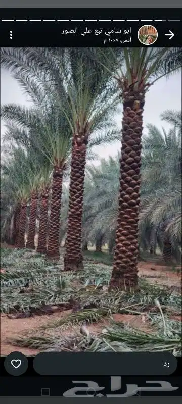 نخيل مثمر صقعي عجوه برحي اخلاص سكري 5