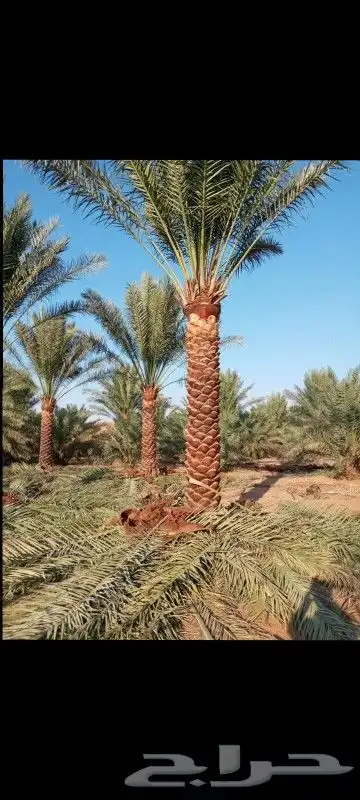 نخيل للبيع 6