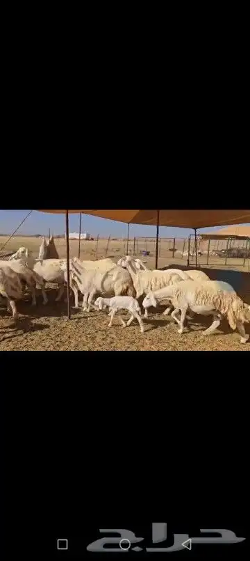 مشا الله تبارك الله اعرض لكم غنم حريات خلفات 3