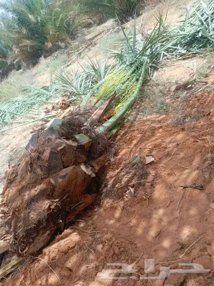 يوجد لدينا جميع أنواع النخيل 5