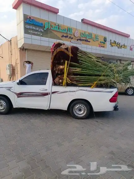 يوجد لدينا جميع أنواع النخيل 1