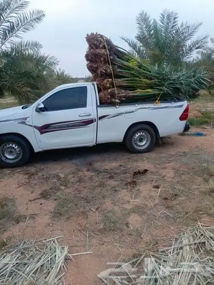 يوجد لدينا جميع أنواع النخيل 4