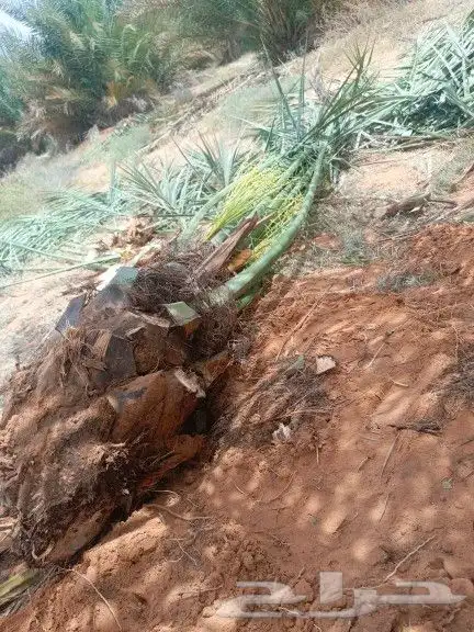 يوجد لدينا جميع أنواع النخيل 6