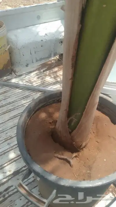 5حبت ملوكي البيع 1