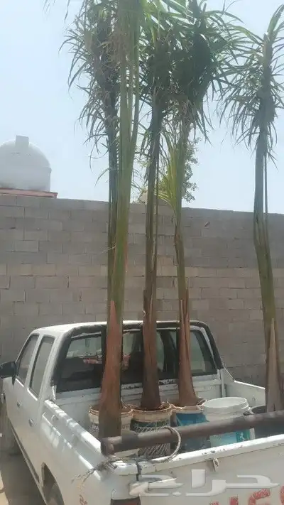 5حبت ملوكي البيع 0