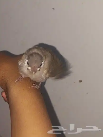 فروخ بلابل حساوي 1