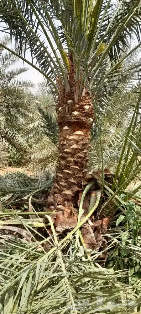 نخيل باجميع أنواعه ومقاساته لتواصل 9