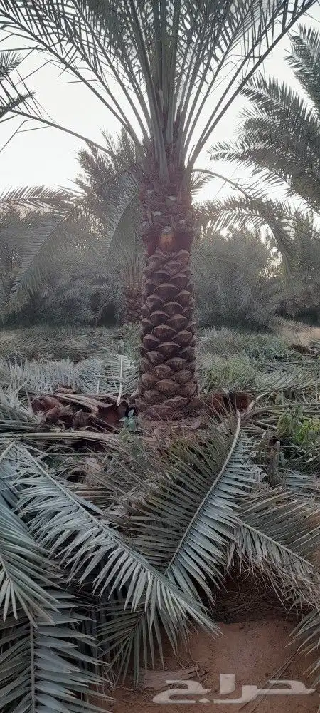 نخيل باجميع أنواعه ومقاساته لتواصل 10