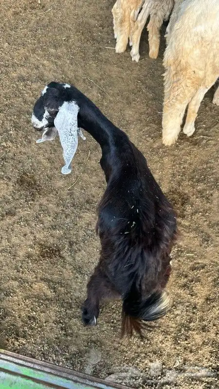 ذبيحتك لباب بيتك خروف حري سواكن سواكني تيس تيوس حمري ابيض 9