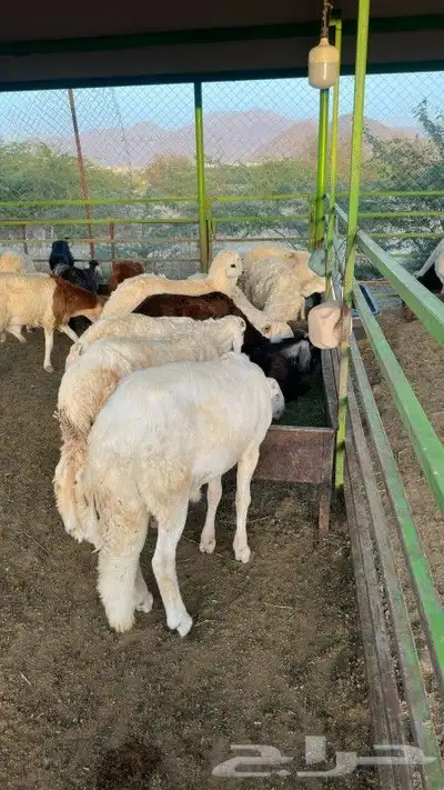 ذبيحتك لباب بيتك خروف حري سواكن سواكني تيس تيوس حمري ابيض 4