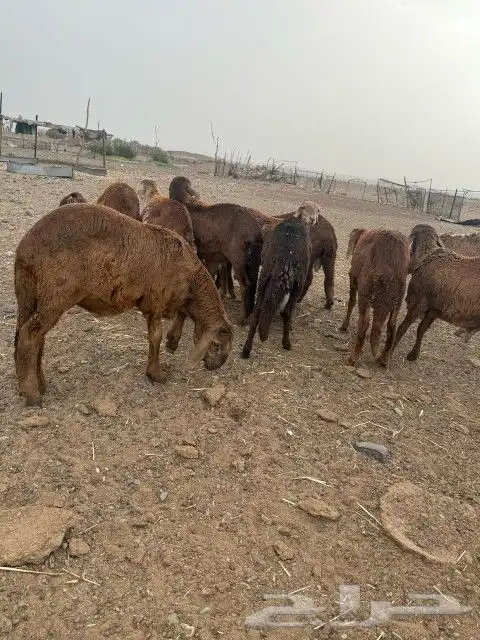 للبيع سواكن ورفيديات 0
