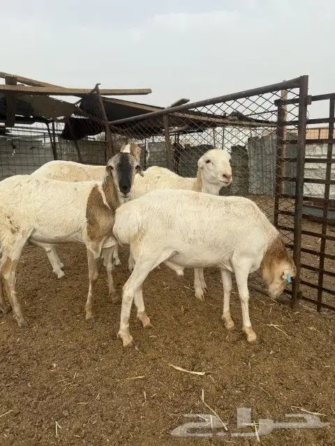 للبيع سواكن ورفيديات 1