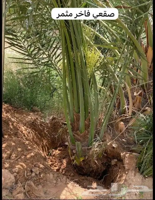 السلام عليكم يوجد لدينا جميع انواع النخل صقعي ومجدوله وهل 3