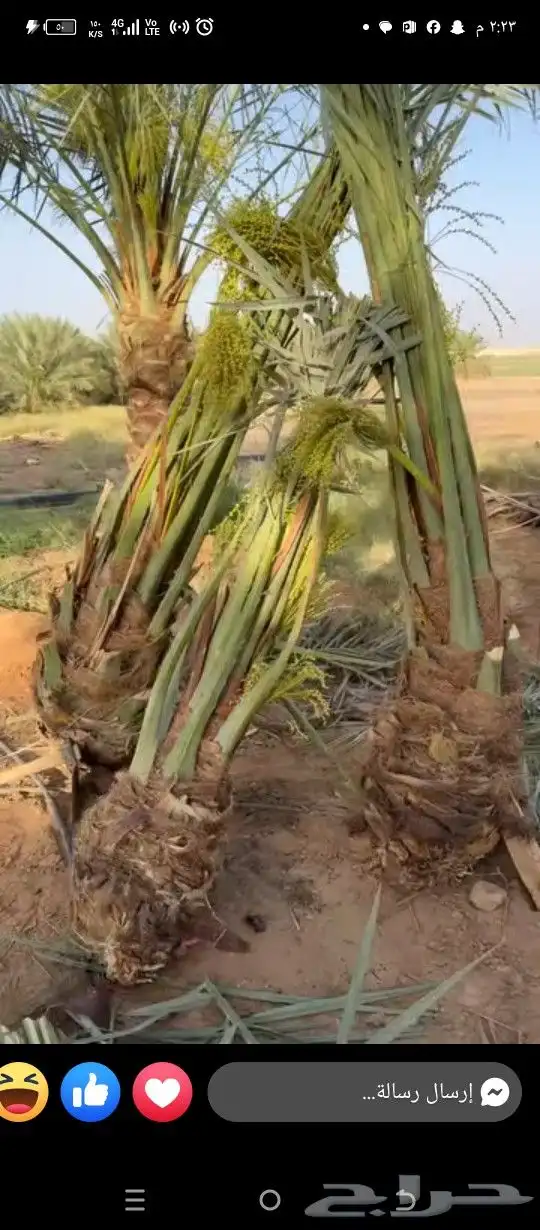 نخيل  الرياض  المزاحميه  الخرج   الاحساء نجران تبوك سكاكا 3