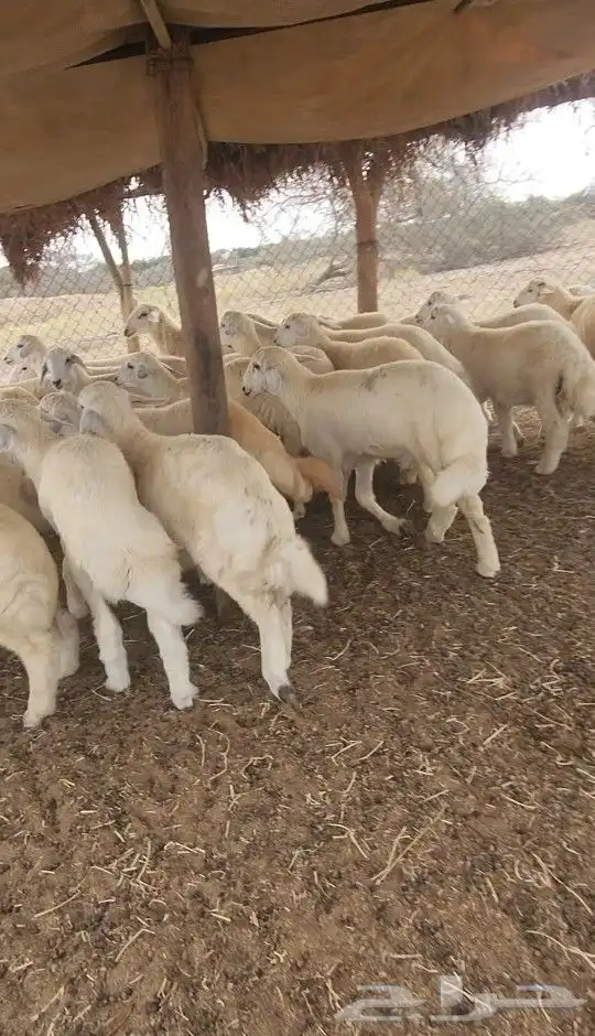 اضاحي طليان ورخال حري مشروطه( تم البيع) 7