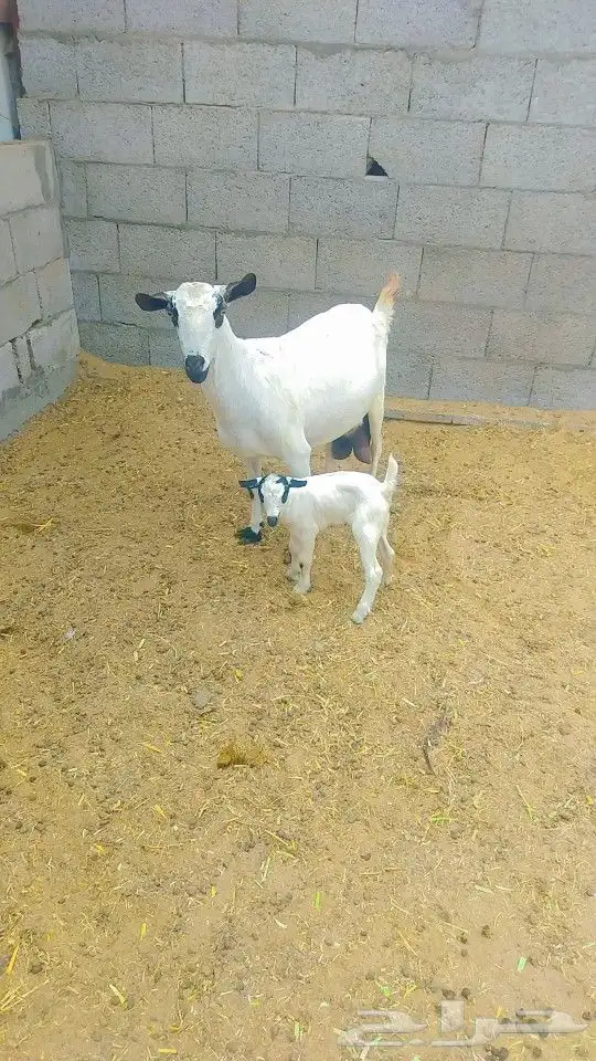 معزه 0