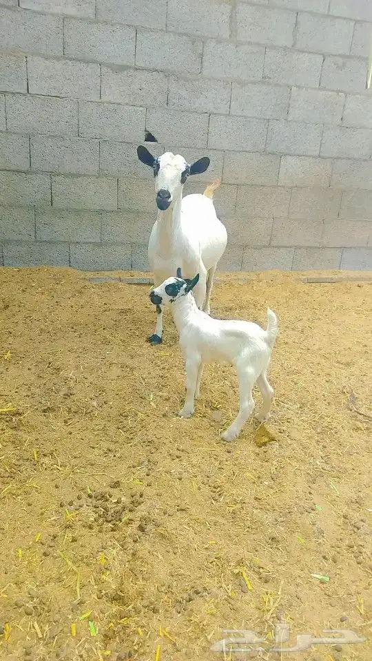 معزه 1