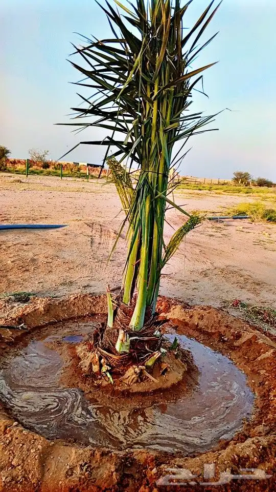 نخيل  الرياض  المزاحميه  الخرج   الاحساء نجران تبوك سكاكا 1