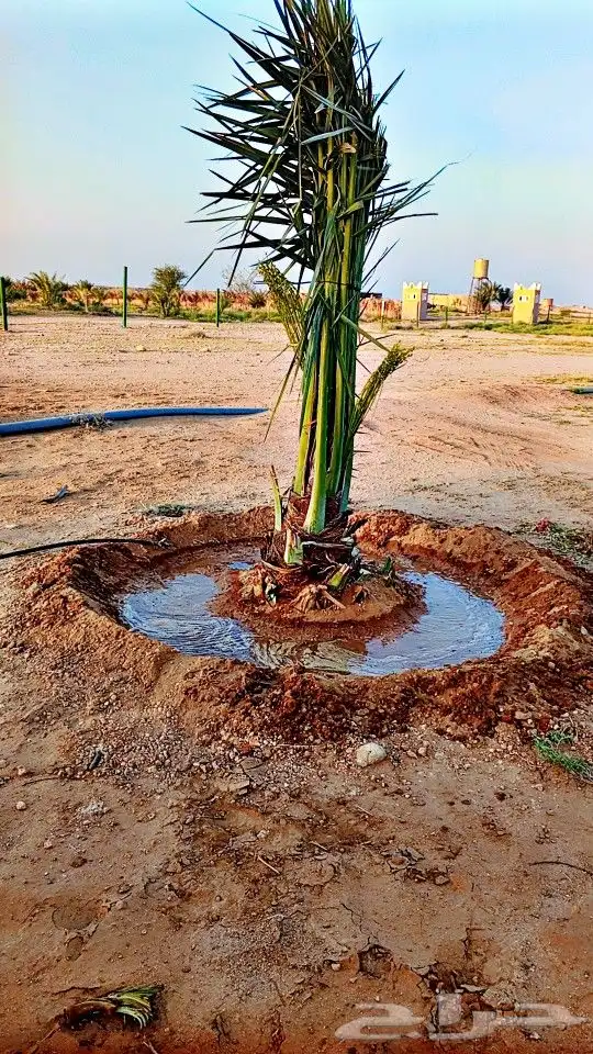 نخيل  الرياض  المزاحميه  الخرج   الاحساء نجران تبوك سكاكا 0