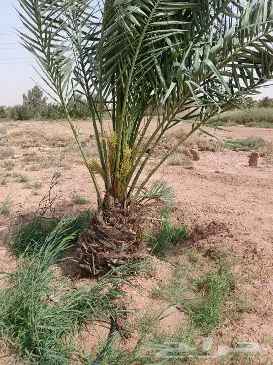 يتوفر لدينا نخل 3