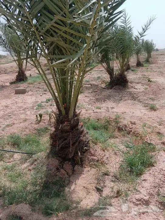 يتوفر لدينا نخل 4