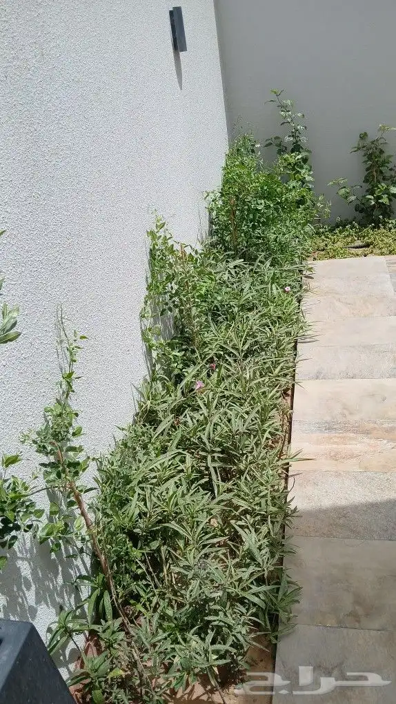 تنسيق حدائق وانشاء ملاعب كرة قدم 1