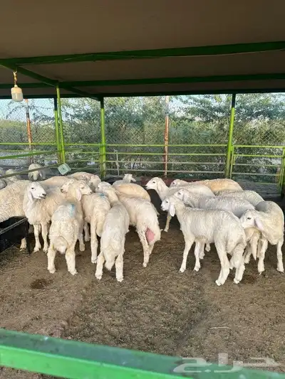 ذبيحتك لباب بيتك خروف حري سواكن سواكني تيس تيوس حمري ابيض 10