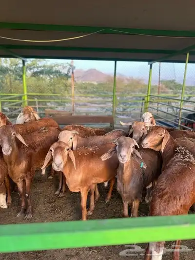 ذبيحتك لباب بيتك خروف حري سواكن سواكني تيس تيوس حمري ابيض 6