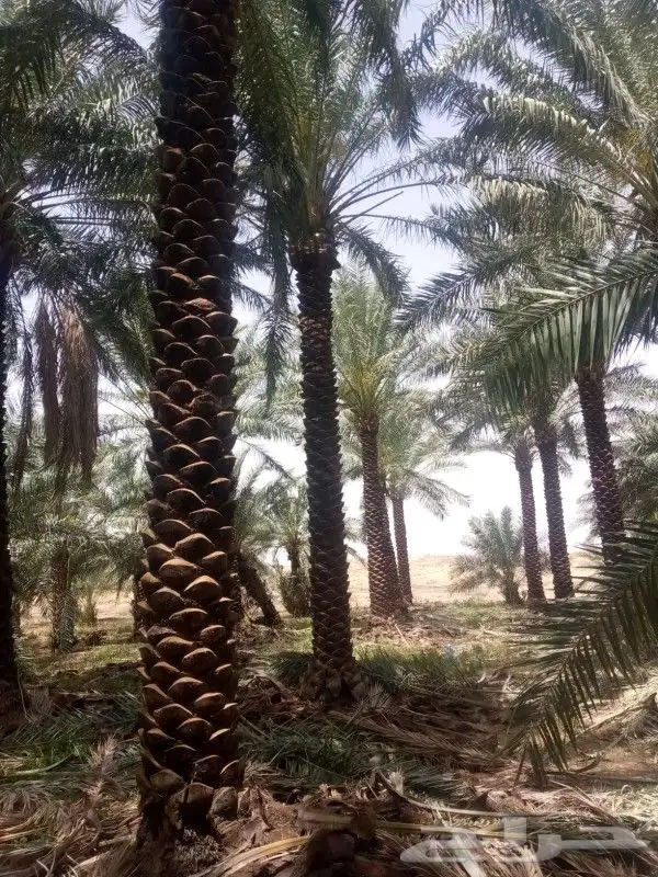 نخيل مثمر صقعي عجوه برحي اخلاص سكري 2