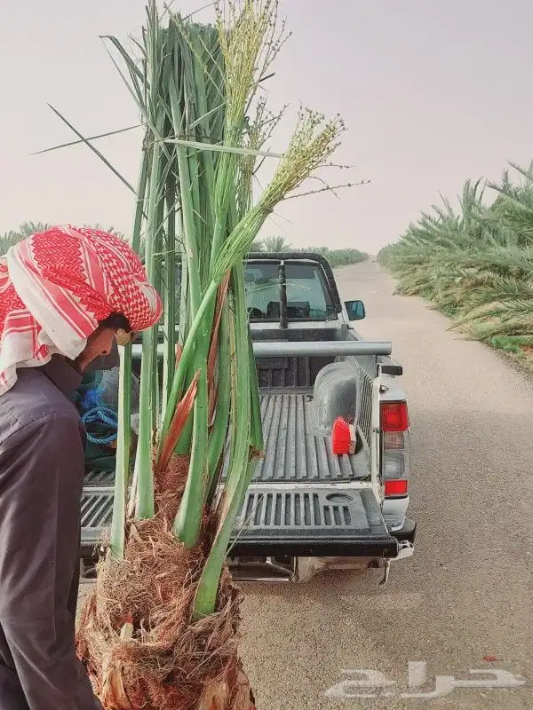 نخيل مثمر صقعي عجوه برحي اخلاص سكري 0