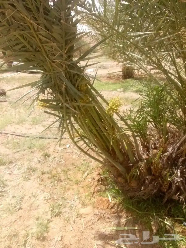 نخيل مثمر صقعي عجوه برحي اخلاص سكري 4